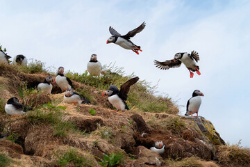 Close up of puffin bird or Fratercula in Iceland in summer season on cliff sea beach background....