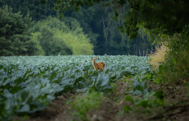 Deer