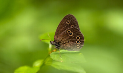 Fototapeta premium Butterfly