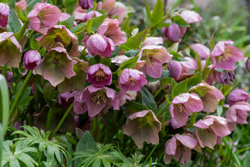 Helleborus purpurascens pink purple early spring flowering plant, beautiful flowers in bloom with green leaves