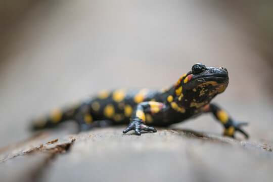 Fire salamander on tree trunk