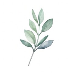 Aromatic Sage Herbs Background, Square Watercolor Illustration. Healthy Vegetarian Diet. Ai Generated Soft Colored Watercolor Illustration with Delicious Aromatic Sage Herbs.