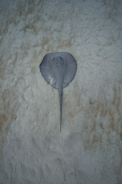 Gray ray on bottom of blue sea