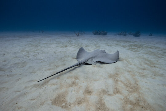 Gray ray on bottom of blue sea
