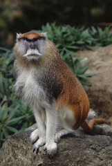Common patas monkey