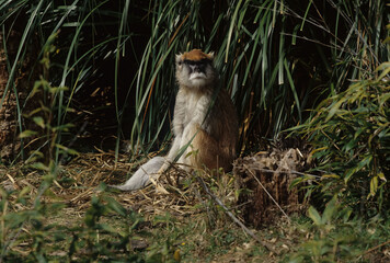 Common patas monkey