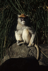 Common patas monkey