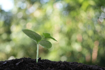 Growing plant sprout with big leaves