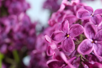 Obraz premium Closeup view of beautiful lilac flowers on blurred background, space for text