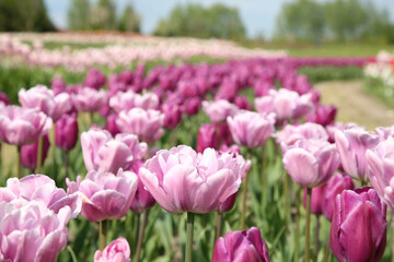 Fototapeta premium Beautiful colorful tulip flowers growing in field