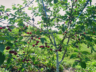 Fototapeta na wymiar Cherries ripen on a tree branch. Orchard, cherry cultivation.