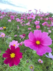 pink cosmos flowers