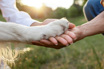 hands of african american young couple holding dog's paw and taking care in park, closeup of retriever's paw - obrazy, fototapety, plakaty