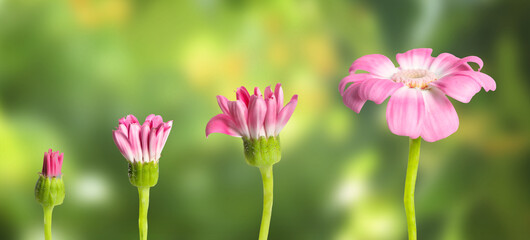 Blooming stages of pink daisy flower on blurred background