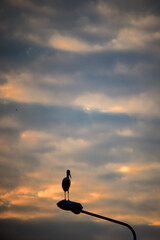 Dark stork silhouette standing on a lamp pole in orange sun light sunset sky background with dark...