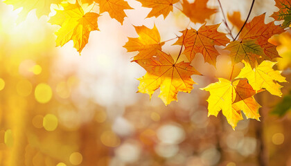 Orange, yellow maple leaves background. Golden autumn concept. Sunny day, warm weather. Banner with light bokeh. Banner