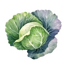 Fresh Organic Cabbage Vegetable Background, Square Watercolor Illustration. Healthy Vegetarian Diet. Ai Generated Soft Colored Watercolor Illustration with Delicious Juicy Cabbage Vegetable.