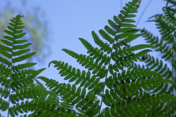 Green fern leaves with details on blue water background as an organic nature wallpaper
