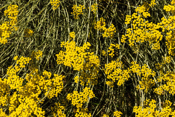 Żółte kwiaty Helichrysum italicum