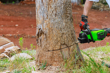 In midst of forest clearing woodcutter could be observed expertly using chainsaw to saw through wood.
