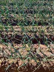 A field of onions prepared for harvesting
