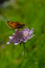 *Schmetterling*