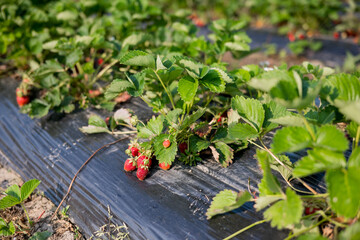 strawberry field