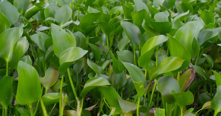 Leaves of green flowers in the garden of Asia. Cinematic slow motion video: Densely planted green flowers in summer garden of Asia. Concept: Enjoy the beauty of green flowers in summer garden of Asia