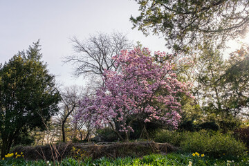 Obraz premium New York, USA - April 13, 2023: View of Manhattan's Central Park in spring