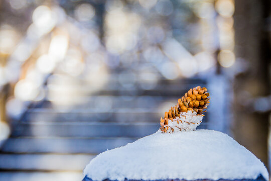 A pine cone on the sonw