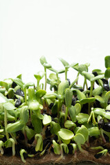 Sprouted microgreens of sunflower. Superfood is grown at home. Macro photo close-up