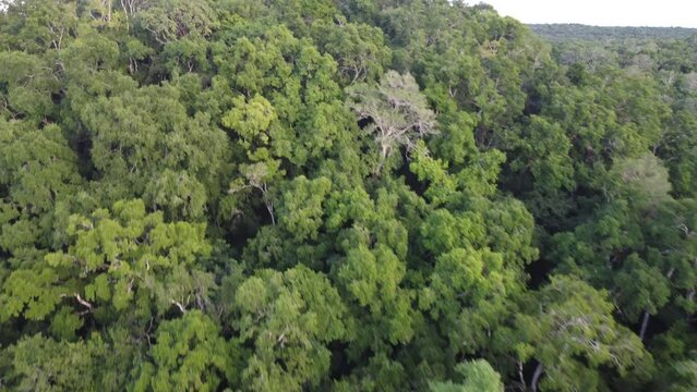 This footage was taken during a 5 Day hike in the ancient mayan jungle on the border between Mexico and Guatemala. A lot of biodiversity can be seen such as Howler- and Spidermonkeys.