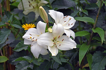 Obraz na płótnie Canvas Biała lilia