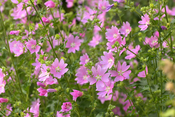 Naklejka premium Thickets of wild profusely blooming pink mallow