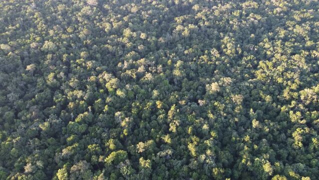 This footage was taken during a 5 Day hike in the ancient mayan jungle on the border between Mexico and Guatemala. A lot of biodiversity can be seen such as Howler- and Spidermonkeys.