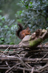 Eichhörnchen