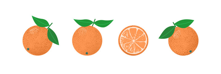 Three ripe oranges in peel with leaves and one in cut on white isolated background. Vector illustration of citrus fruits with textures in flat minimalistic style.