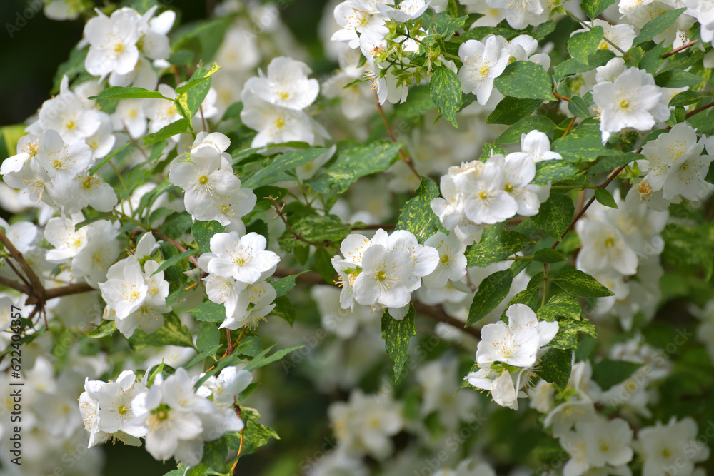 Wall mural The Flowering jasmine bushes in a summer