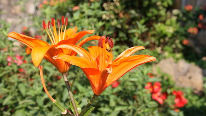 Flower head of tiger lily or orange lily, fire lily (Lilium bulbiferum), Greece, Halkidiki, Arnaia