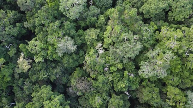 This footage was taken during a 5 Day hike in the ancient mayan jungle on the border between Mexico and Guatemala. A lot of biodiversity can be seen such as Howler- and Spidermonkeys.