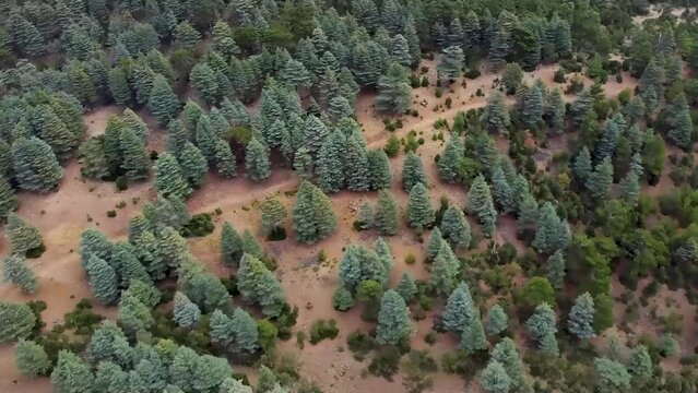 Aerial video of wild forest with huge Lebanon cedar trees in mountains along lycian way in Turkey.