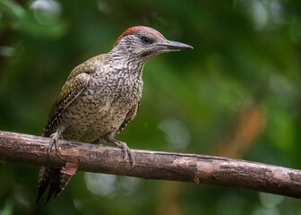 Eurasian Green Woodpecker, Picus viridis