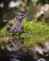 Eurasian Green Woodpecker, Picus viridis
