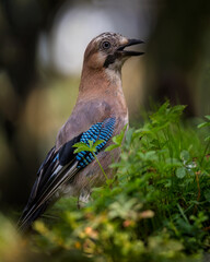 Jay, Garrulus glandarius