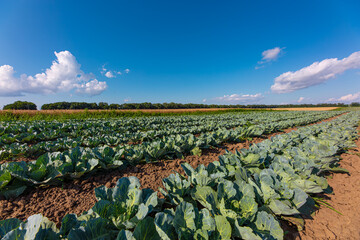 Rural fields, cabbage harvest, rows of planted cabbage.