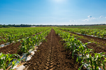 Fototapeta na wymiar Rural fields, fresh corn crop, agro crop seedlings.