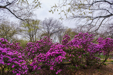 Obraz premium New York, USA - April 13, 2023: View of Manhattan's Central Park in spring