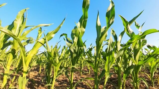Maisfeld junge Maispflanzen, gr&uuml;n, Futtermais