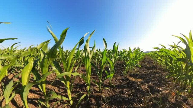Maisfeld junge Maispflanzen, gr&uuml;n, Futtermais