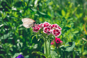 white cabbage butterfly sits on flower of Turkish carnation, selective focus summer nature wallpaper